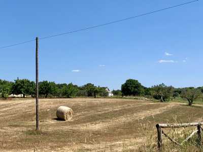 Abbiamo quindi esplorato met� del pezzo gi� ultimato, che procede in direzione sud nel brindisino. Le prime pedalate ci regalano subito campi di grano e una selva rigogliosa di ulivi